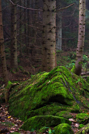 Beautiful coniferous mountain forest in the fog. Natural background. Forest landscape.の写真素材