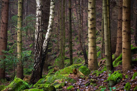 Beautiful coniferous mountain forest in the fog. Natural background. Forest landscape.の写真素材