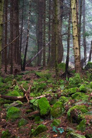 Beautiful coniferous mountain forest in the fog. Natural background. Forest landscape.の写真素材