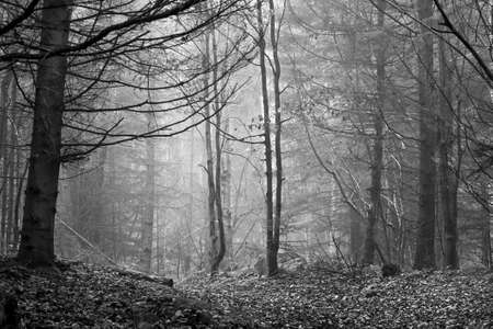 Beautiful coniferous mountain forest in the fog. Black and white version. Natural background Forest landscape.の写真素材