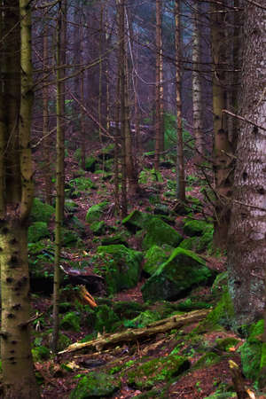 Beautiful coniferous mountain forest in the fog. Natural background. Forest landscape.の写真素材