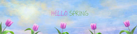 Beautiful tulips on the sunny cloudy sky. Spring background. Happy spring banner. Floral background. Background.の写真素材