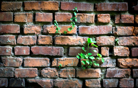 Old red brick wall. Grunge background. Textureの写真素材