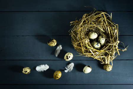 Quail eggs in a nest with feathers. On a blue wooden backgroundの写真素材