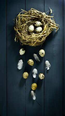 Quail eggs in a nest with feathers. On a blue wooden backgroundの写真素材