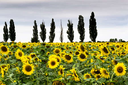 Beautiful field of sunflowers. Summer. Recreation Travelsの写真素材