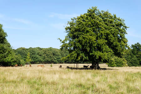 Flock of beautiful deer in the forest. Sunny day. Wildlife, animals.の写真素材