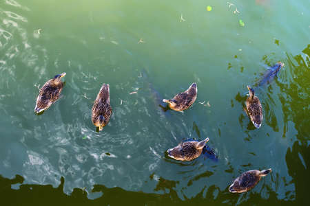 Ducks with fish in a pond. View from above. Nature. Birds.の写真素材