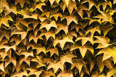 Background of beautiful green leaves. Close-up. Nature. Backgrounds Texturesの写真素材