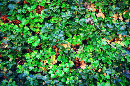 Background of beautiful green leaves. Close-up. Nature. Backgrounds Textures