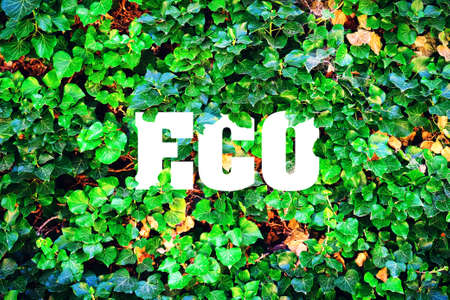 Inscription, Eco on a background of green leaves. The concept of pure nature. Fighting pollution.の写真素材