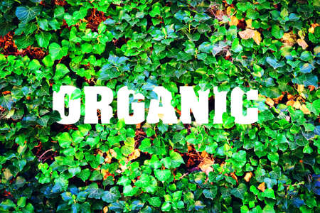 Organic, inscription against the background of green leaves. Natural product. Environmentの写真素材