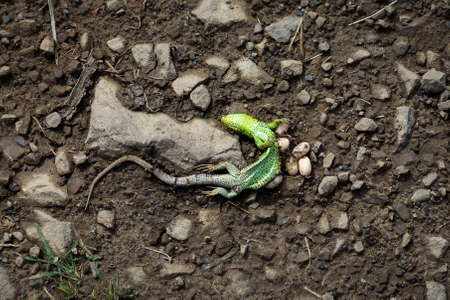 Dead lizard, and ants, on a stone road. Animal world. Animals.の写真素材