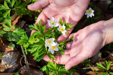 Beautiful first spring flowers in female hands. Snowdrops. Close-up. Selective focus. Nature....