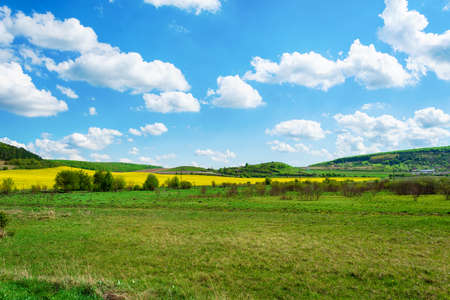 Beautiful field with green grass and yellow flowers. Cloudy sky Nature. Landscapes. Natural...