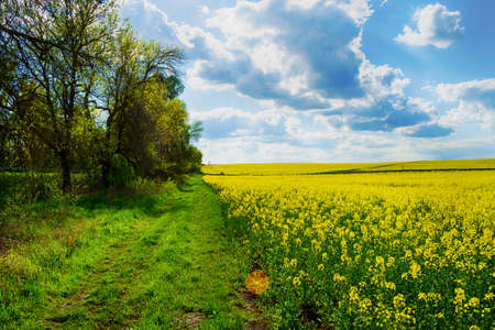 Beautiful field with yellow rapeseed flowers. Cloudy sky Nature. Landscapes. Natural background.