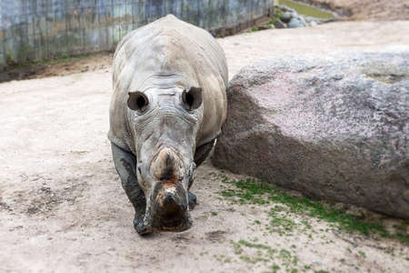 Big beautiful rhino on a walk. Close-up. Wild animals. Wild nature.の写真素材