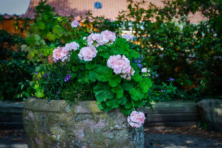 Beautiful stone flower bed pot with flowers in the park. Registration of recreation areas. Flowersの写真素材