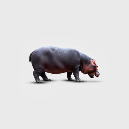 Hippopotamus isolated on a gray background. Wild animals. Wildlife.の写真素材