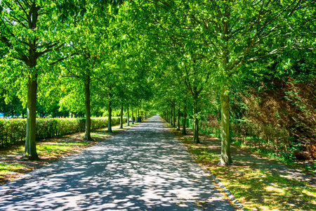 Beautiful alley in the park among green trees. Parks. Rest. Nature.の写真素材