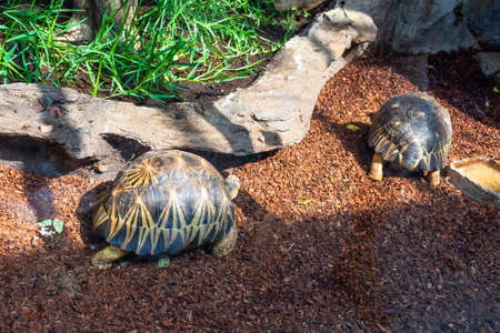 Copenhagen. Denmark. July 30, 2019: Two beautiful turtles with interesting armor. Wildlife World of animals.のeditorial素材