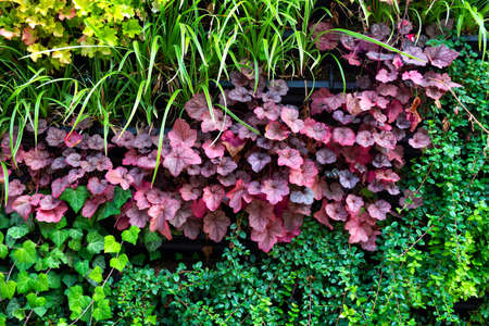 Beautiful colorful leaves. Close-up. Nature. Plants Natural natural backgroundの写真素材