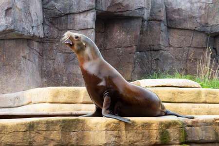 Copenhagen. Denmark. July 30, 2019: Beautiful sea calf sits on the stones. Animal world copenhagen zooのeditorial素材
