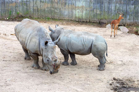 Two large beautiful rhinoceros on a walk. Wild animals. Wild nature.