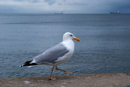 Seagull on the beach. Tourism, travel leisureの写真素材