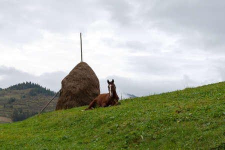 Horse lies on the grass, surrounded by beautiful mountains. Animals.の写真素材