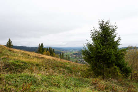 Spruce in a meadow in the mountains. Mountain landscapeの写真素材