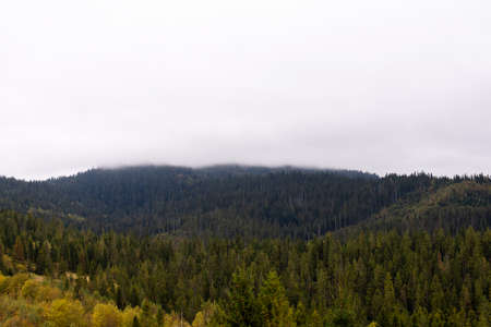 Mountains and coniferous forest in the fog. Carpathians. Ukraineの写真素材