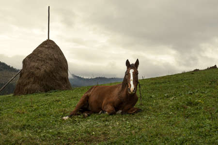 Horse on the grass, in a mountain glade. Animals.の写真素材
