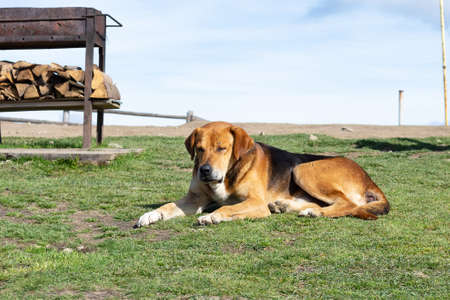 Sad, homeless dog on the grass. Homeless animals. Dogs.の写真素材