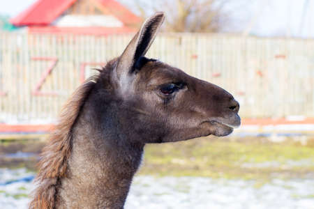 Beautiful gray lama. Close-up. Wild nature. Wild animalsの写真素材