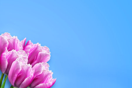 Frame of beautiful pink tulips on a blue background. Copy space. Happy Women's Day, Mother's Day background. Festive background.の写真素材