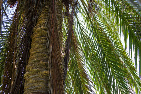 Background from beautiful palm leaves. Close-up. Backgrounds Textures.