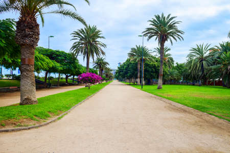 Park with beautiful palm trees and trees. Spain. Gran Canaria. Places to relax. Nature. Parksの写真素材