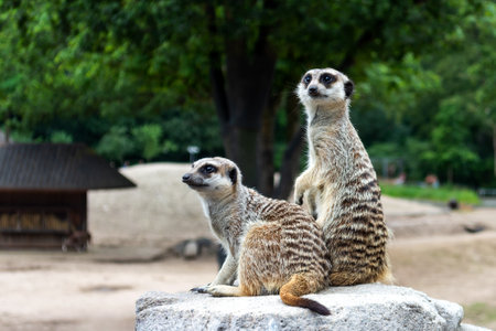 Beautiful, funny meerkats sit on a stone. Animals. Nature.の写真素材