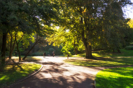 Alley in the autumn park. Sunny autumn day.の写真素材