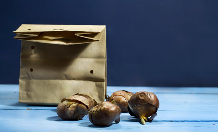 Tulip bulbs on a blue wooden background.の写真素材