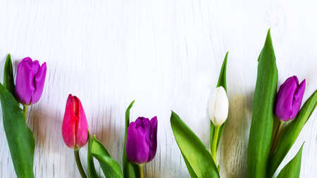 Beautiful tulips against white wooden background. ... Copy space. Greeting card