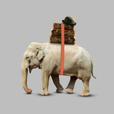 Elephant with suitcases. Isolated on gray background Travel, summer vacation concept. Travel background.の写真素材