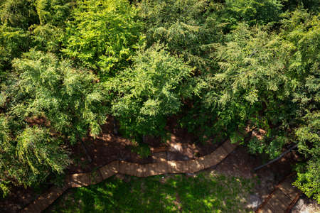 Wooden path in the forest. View from above. from Camp Adventure Tower. Observation tower in the forest. Travel. Tourism Architectureの写真素材