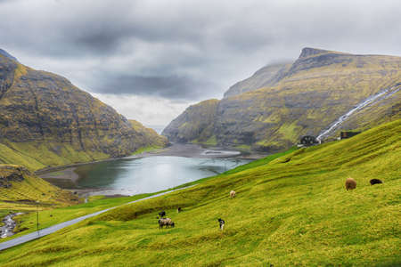 Sheep grazing on the mountainside, near the sea bay. Faroe islands. Denmark. Europe. landscapes. Nature.の写真素材
