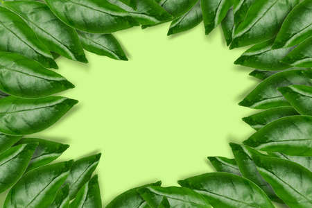Frame of green leaves, on a yellow background. Copy space. Place for text. Natural background. Background.の写真素材