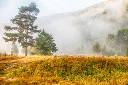 Beautiful mountain morning landscape. Sunrise, coniferous trees, and fog. Ukraine. The Carpathians. Travels. Rest in nature Nature Landscapesの写真素材
