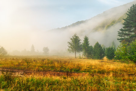 Beautiful mountain morning landscape. Sunrise, coniferous trees, and fog. Ukraine. The Carpathians. Travels. Rest in nature Nature Landscapesの写真素材