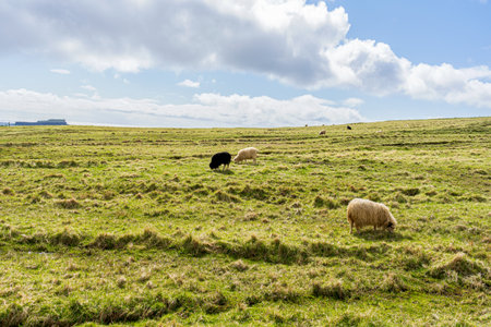 Sheep grazing on the mountainside, near the sea bay. Faroe islands. Denmark. Europe. Landscapes. Nature.の写真素材