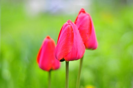 Tulips, flowers, nature, red, green, の写真素材